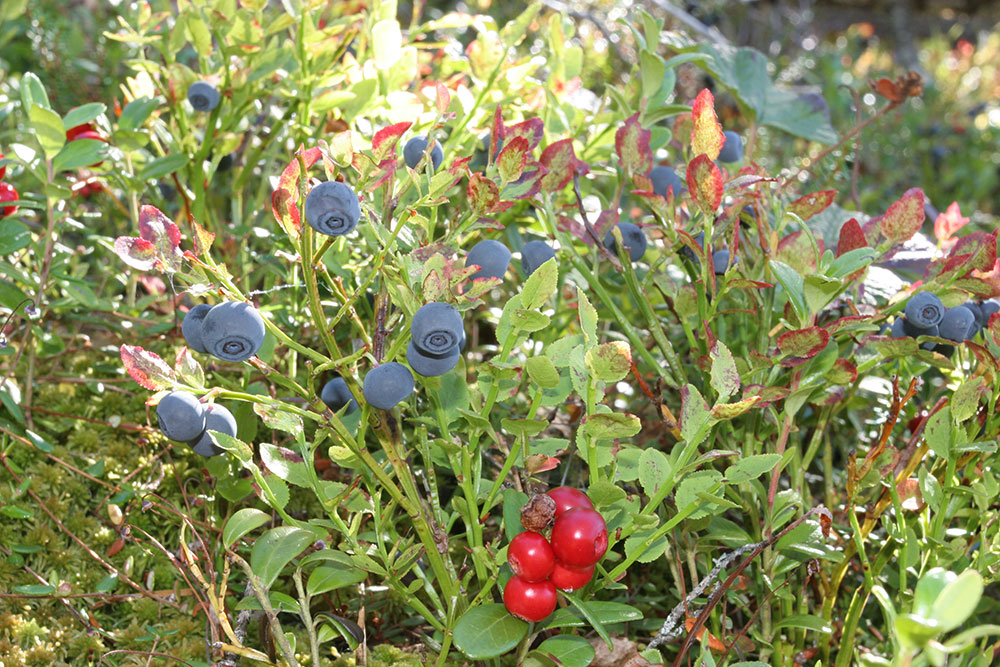 Blueberry